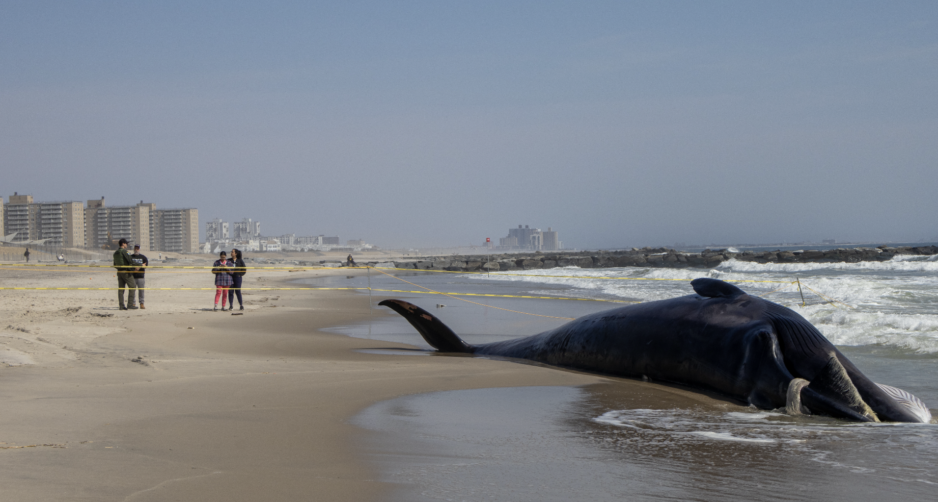 Whale washes up on Queens shore — Queens Daily Eagle