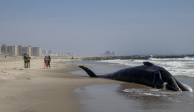 Whale washes up on Queens shore — Queens Daily Eagle