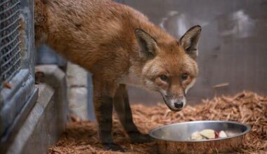 A red fox stows away on cargo ship, traveling from England to US