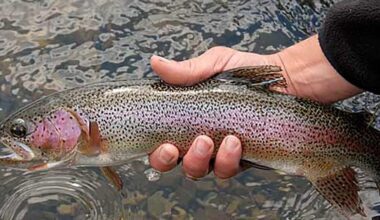 NY’s trout fishing season begins Wednesday