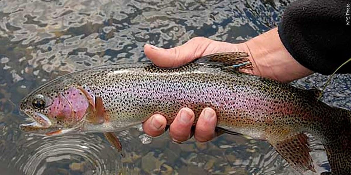 NY’s trout fishing season begins Wednesday