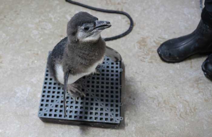 penguin chick