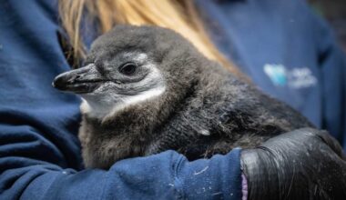 Endangered African penguin chick makes his debut at Coney’s New York Aquarium • Brooklyn Paper