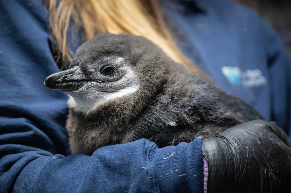Endangered African penguin chick makes his debut at Coney’s New York Aquarium • Brooklyn Paper