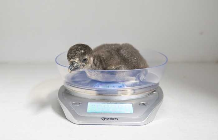 hatched penguin chick