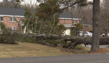 Wind brings down trees, power lines around North Country