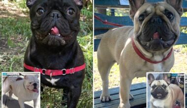 Devastated dog dad's 4 adorable bulldogs missing after NYC walker never returned with pups: owner