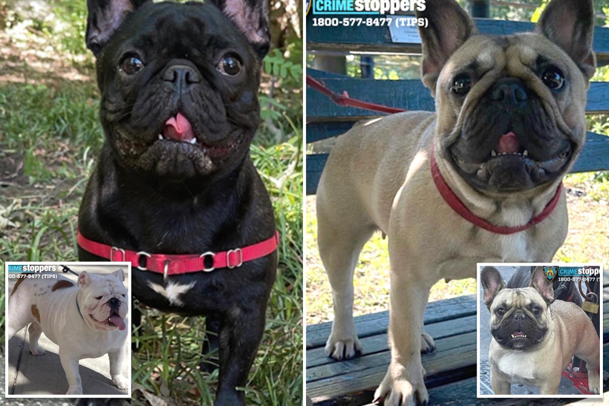 Devastated dog dad's 4 adorable bulldogs missing after NYC walker never returned with pups: owner