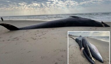 Massive 40-foot whale carcass washes up on NYC beach
