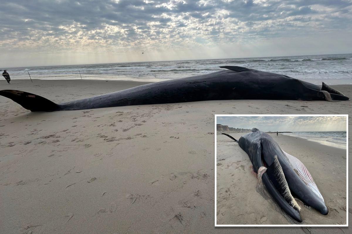 Massive 40-foot whale carcass washes up on NYC beach