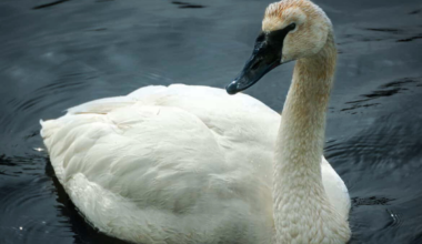 Behold NYC's First-Ever Trumpeter Swan