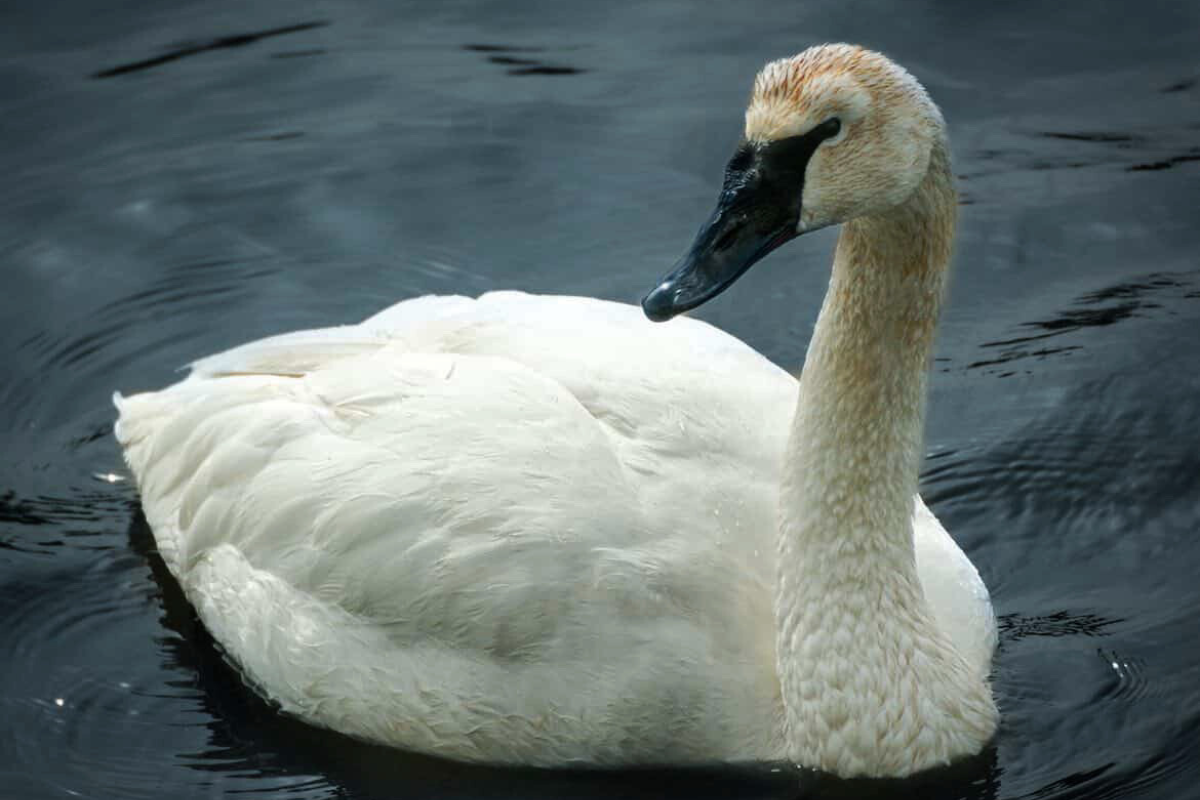 Behold NYC's First-Ever Trumpeter Swan