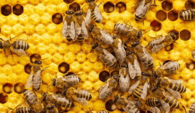 Close-up of honeybees crawling over a vibrant yellow honeycomb, with some cells capped and others open, revealing the structured, hexagonal pattern of the hive.