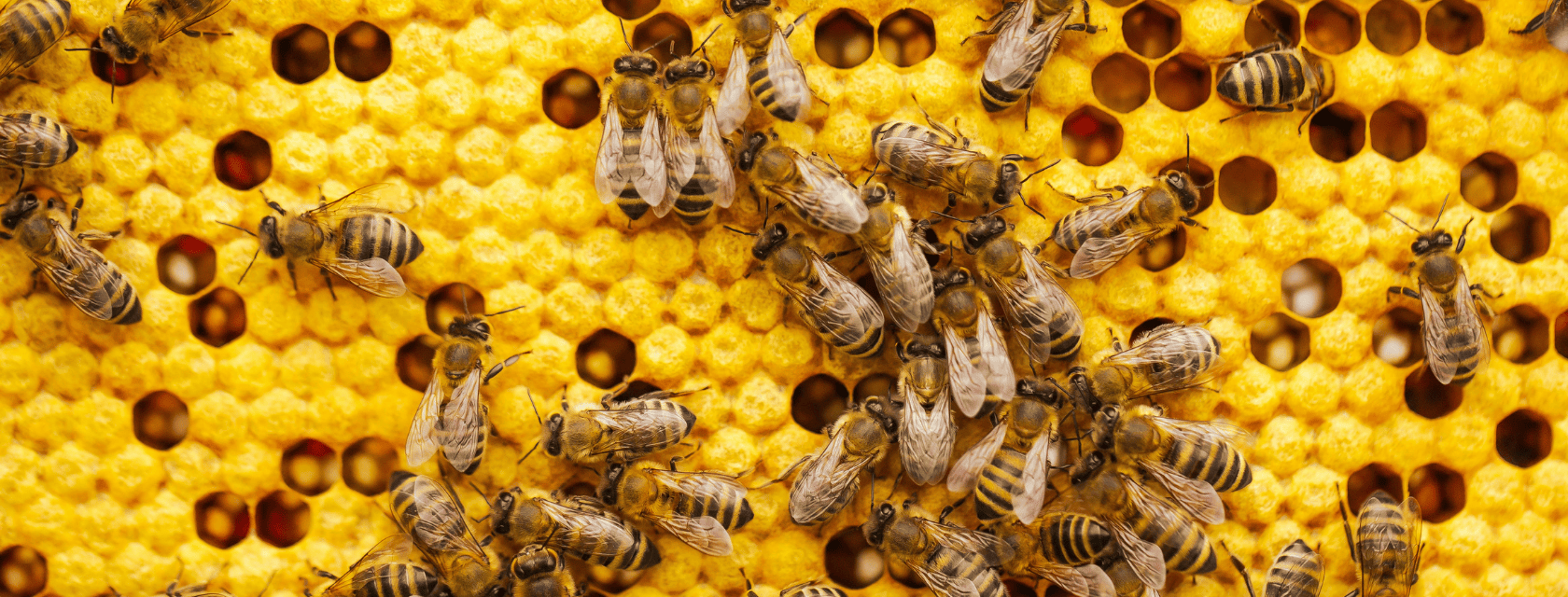 Close-up of honeybees crawling over a vibrant yellow honeycomb, with some cells capped and others open, revealing the structured, hexagonal pattern of the hive.
