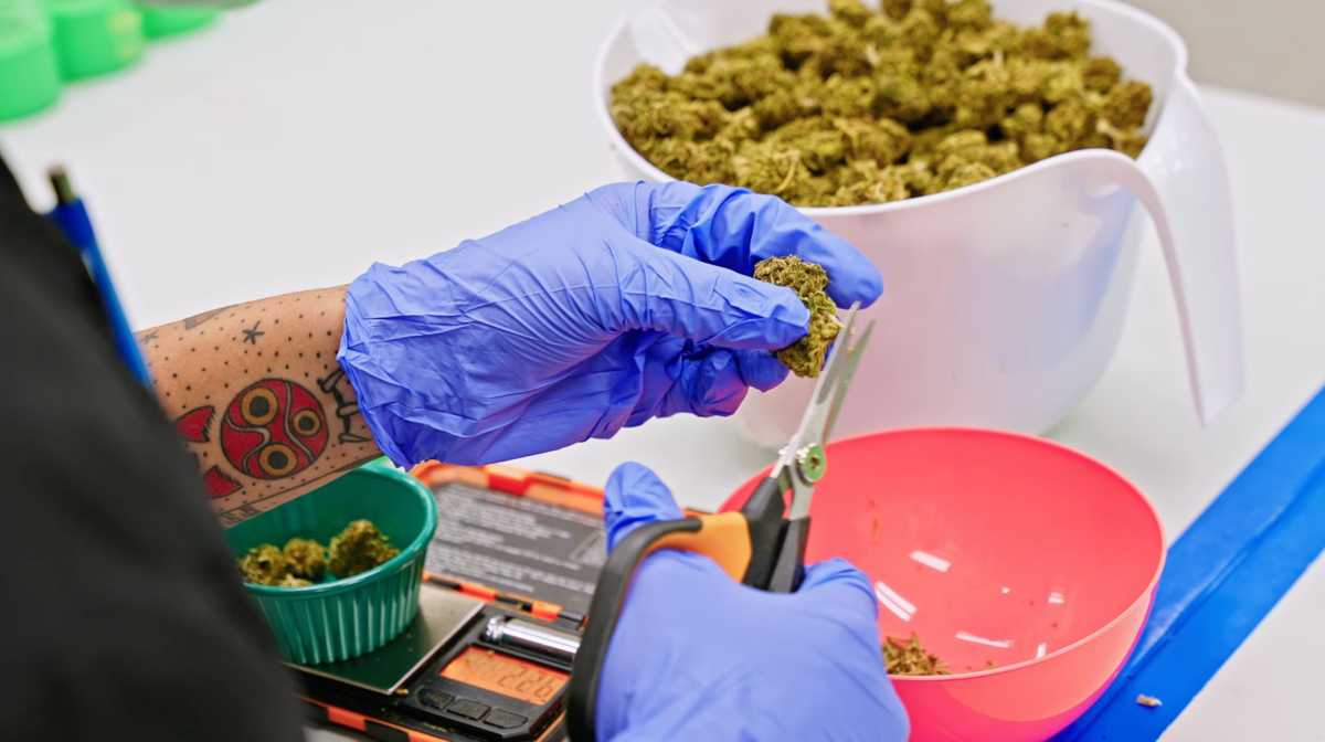 a person trims a cannabis plant