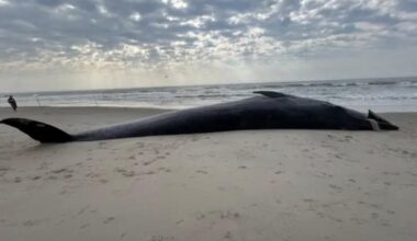 Whale washes up on Rockaway Beach in Queens, N.Y.