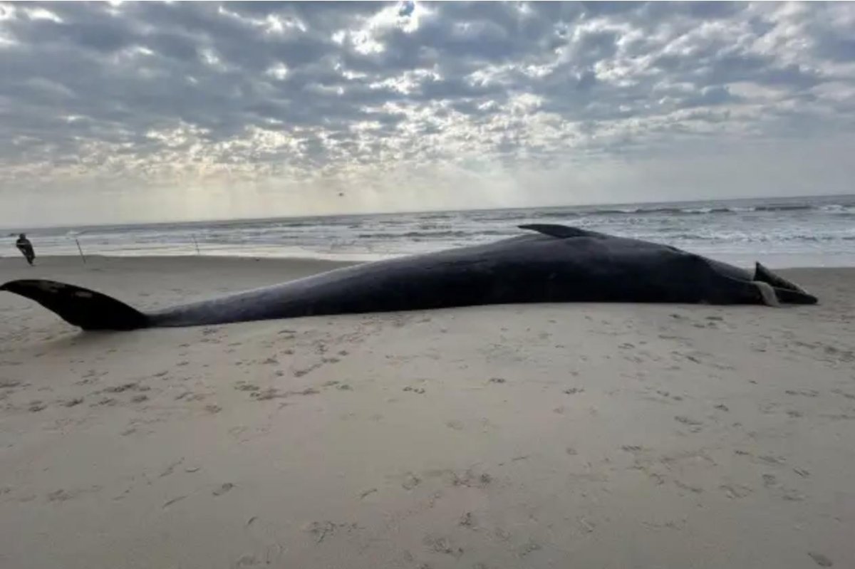 Whale washes up on Rockaway Beach in Queens, N.Y.