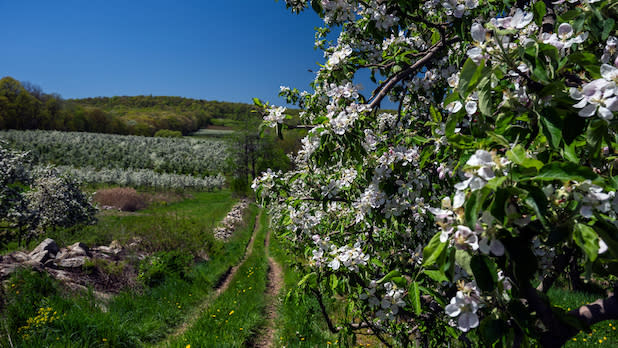 Close up of white apple blossoms