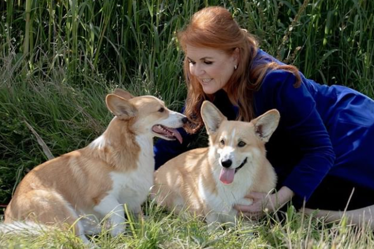 Business scheme? It has been reported that Sarah Ferguson was planning to clone Queen Elizabeth II’s corgis for a reality show  (Instagram/@sarahferguson15)