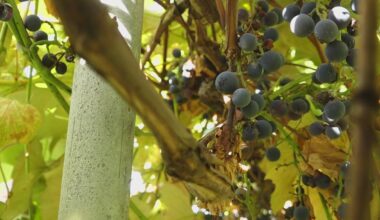 Refresco contract cancellations threaten Western New York grape industry