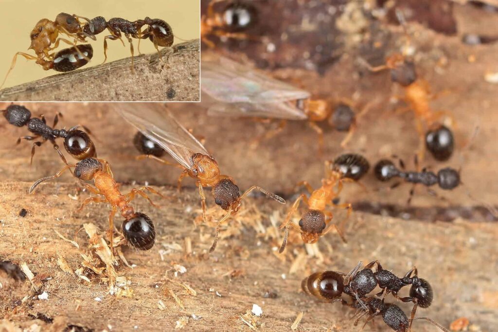 Ant colony with worker ants and queen on wood surface, close-up of insect social behavior.