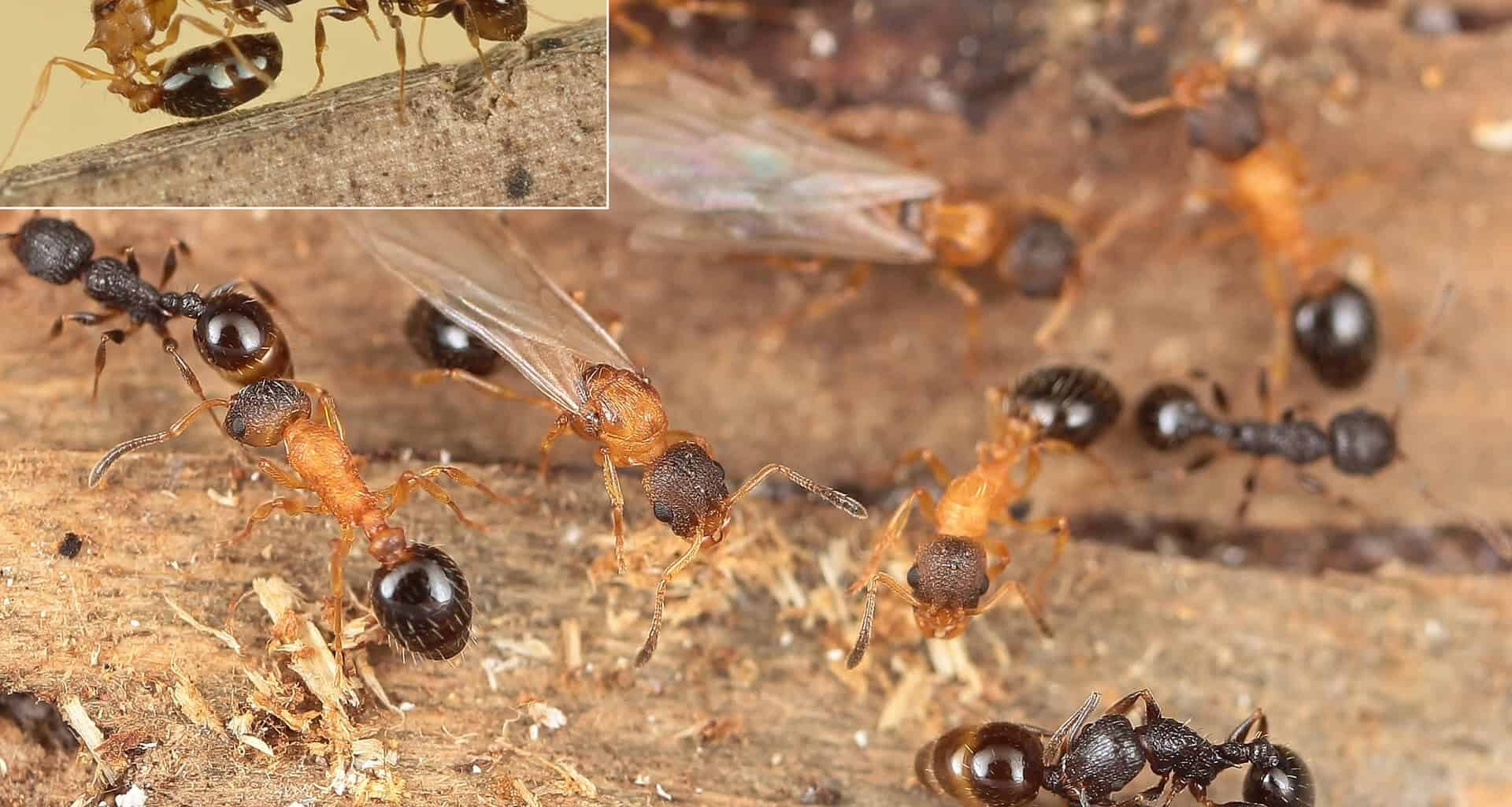 Ant colony with worker ants and queen on wood surface, close-up of insect social behavior.