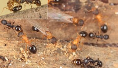 Ant colony with worker ants and queen on wood surface, close-up of insect social behavior.
