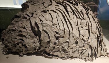 Massive Record Breaking Bees Nest Found in Western New York Home