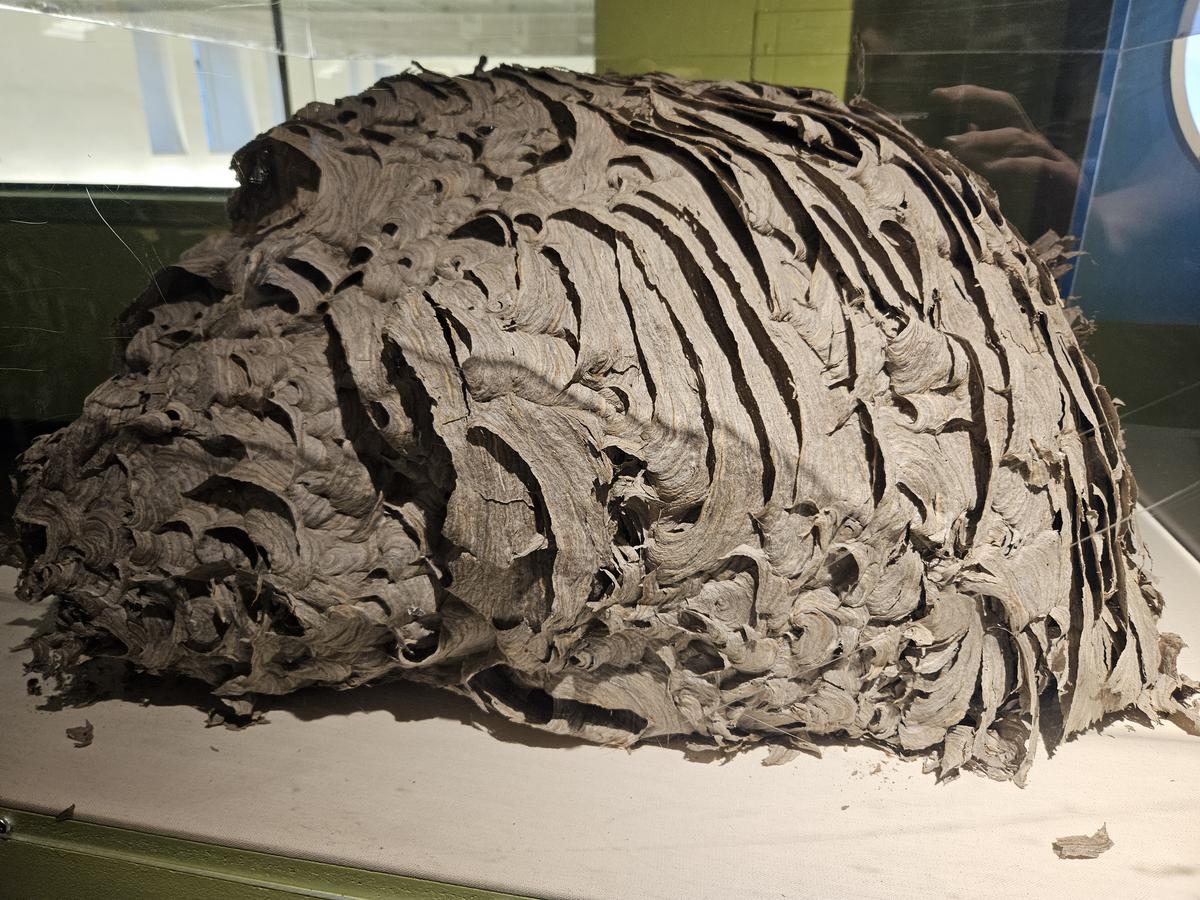 Massive Record Breaking Bees Nest Found in Western New York Home