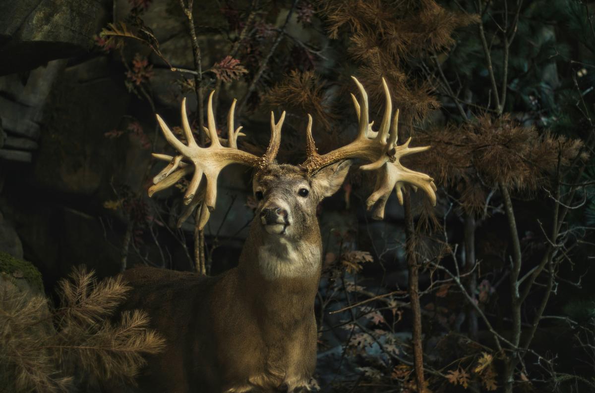128 Acres for Sale in New York State's Top Deer Hunting County