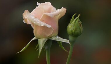 56 Plants Added to "Prohibited List" in New York State