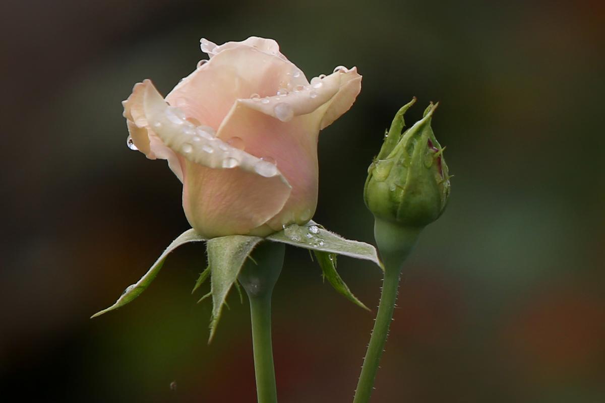 56 Plants Added to "Prohibited List" in New York State