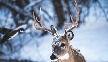 New York Hunters Get Stern Out-of-State Travel Warning