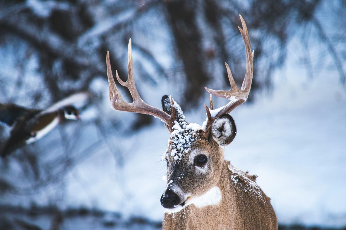 New York Hunters Get Stern Out-of-State Travel Warning