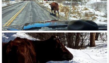 Wild Upstate New York Driving Hazard: Bull Shuts Down Road