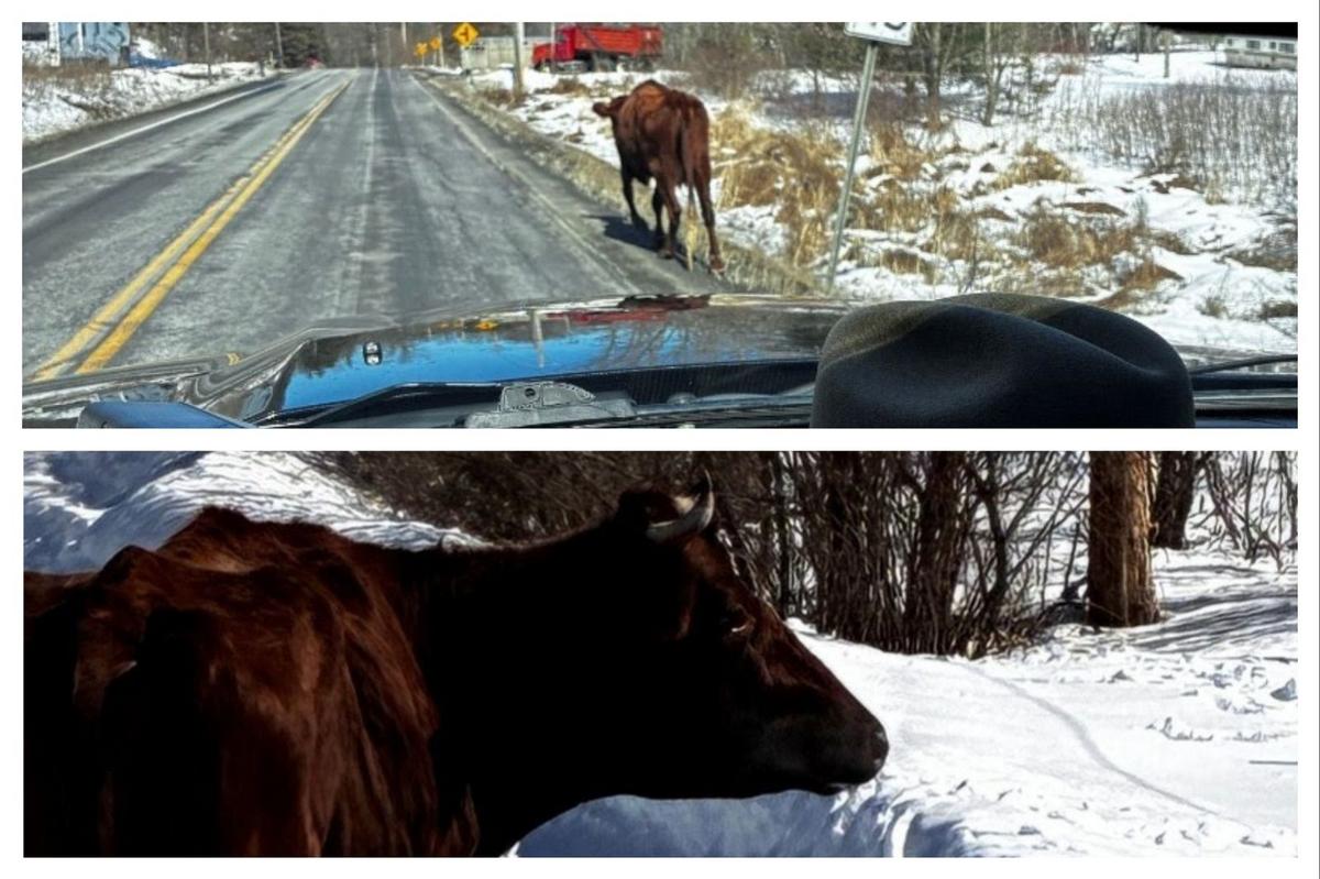 Wild Upstate New York Driving Hazard: Bull Shuts Down Road