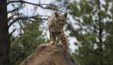 Bobcats Are Active in These New York State Counties