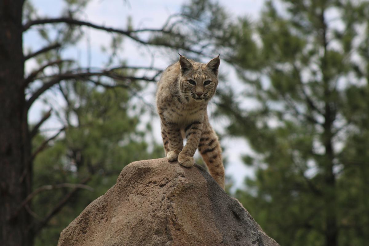 Bobcats Are Active in These New York State Counties