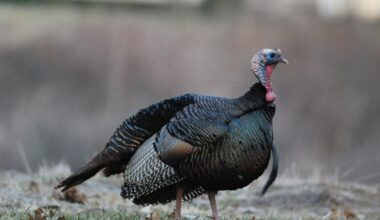 Turkey Hunting Law Changes for Spring in New York State