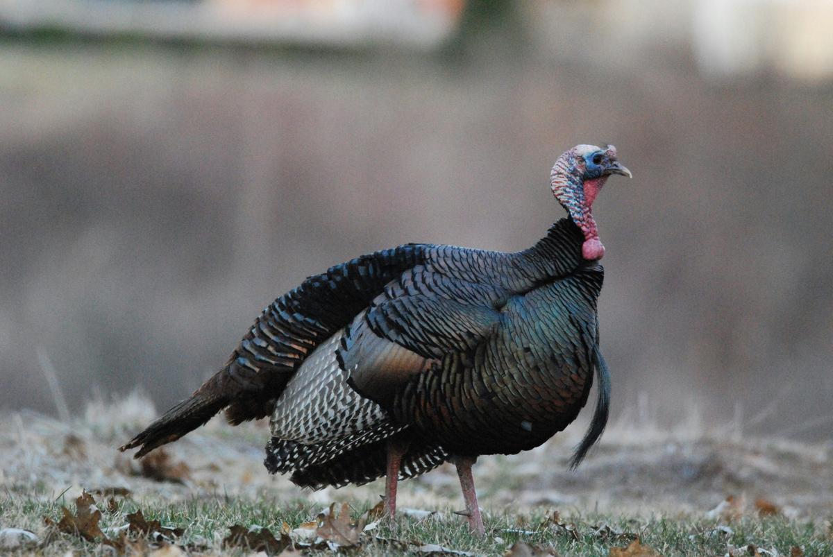 Turkey Hunting Law Changes for Spring in New York State