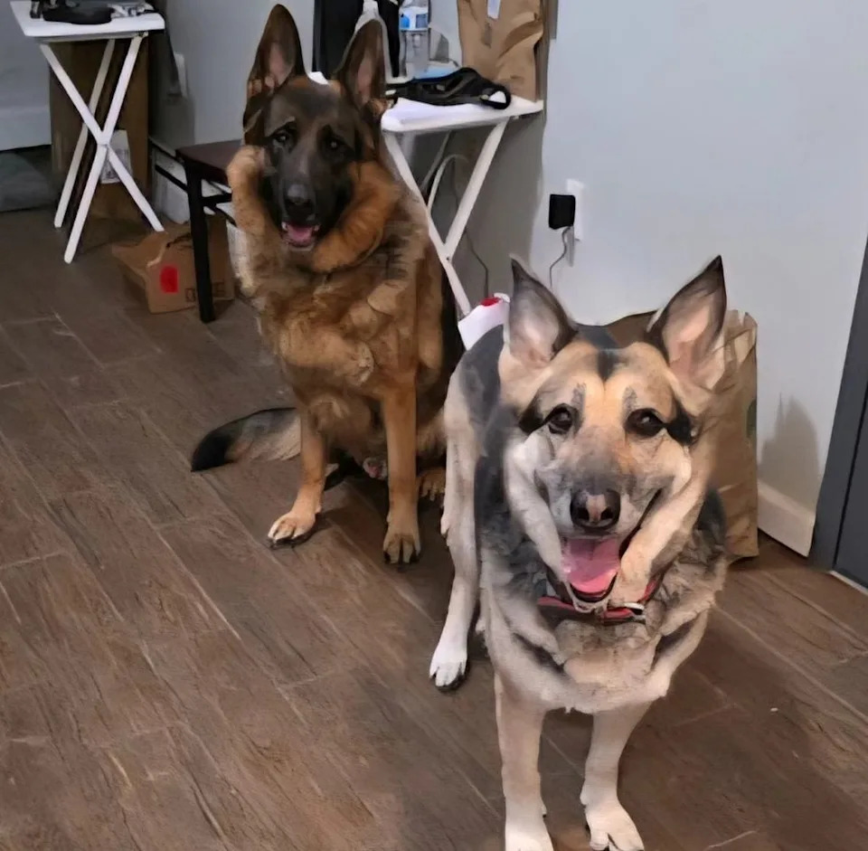 Mr. Spencer's German shepherdsCredit: NYC Second Chance Rescue/Facebook
