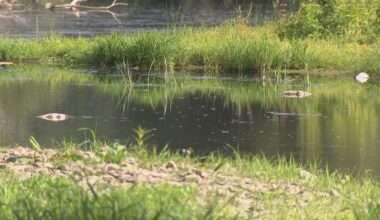 New York limits trout stocking in Ischua Creek after fish die-off last summer