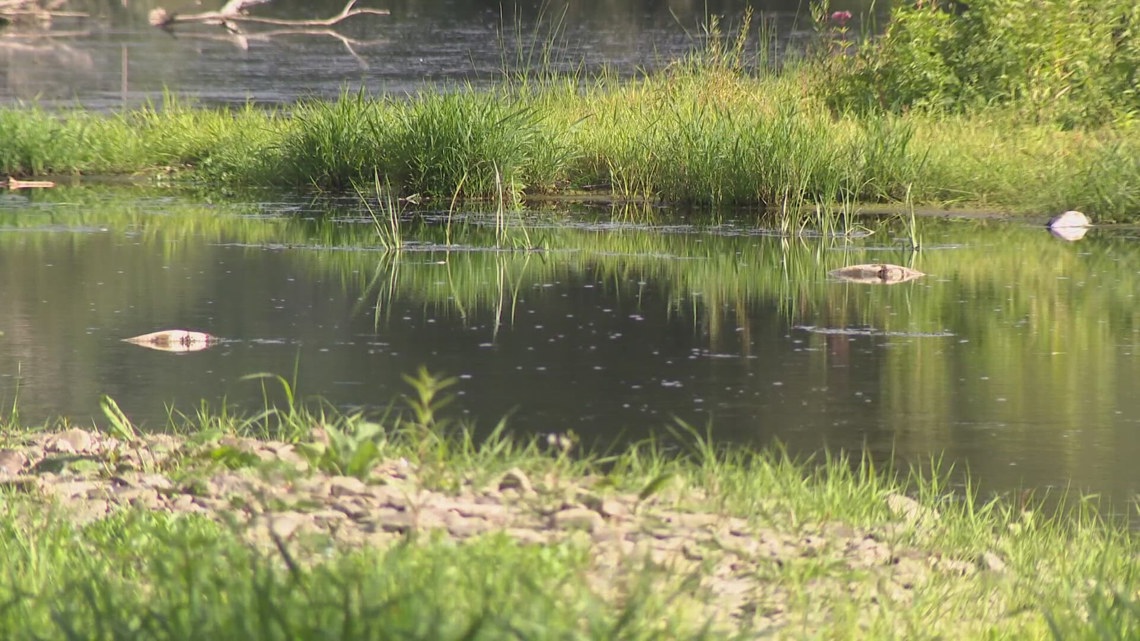 New York limits trout stocking in Ischua Creek after fish die-off last summer