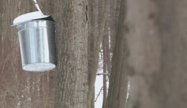 Maple Weekend draws crowds across New York despite less‑than‑ideal weather