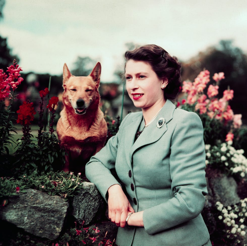 queen elizabeth ii at balmoral castle with one of her corgis
