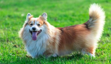The Late Queen's Beloved Corgis Among 67 Dog Breeds That Could Be Banned
