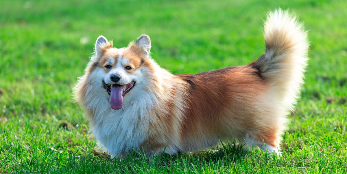 The Late Queen's Beloved Corgis Among 67 Dog Breeds That Could Be Banned