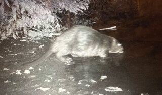 A black and white night image of a beaver going into the water of the Bronx River.