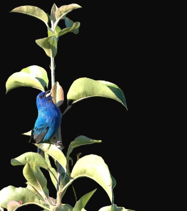 blue bird perched on a plant