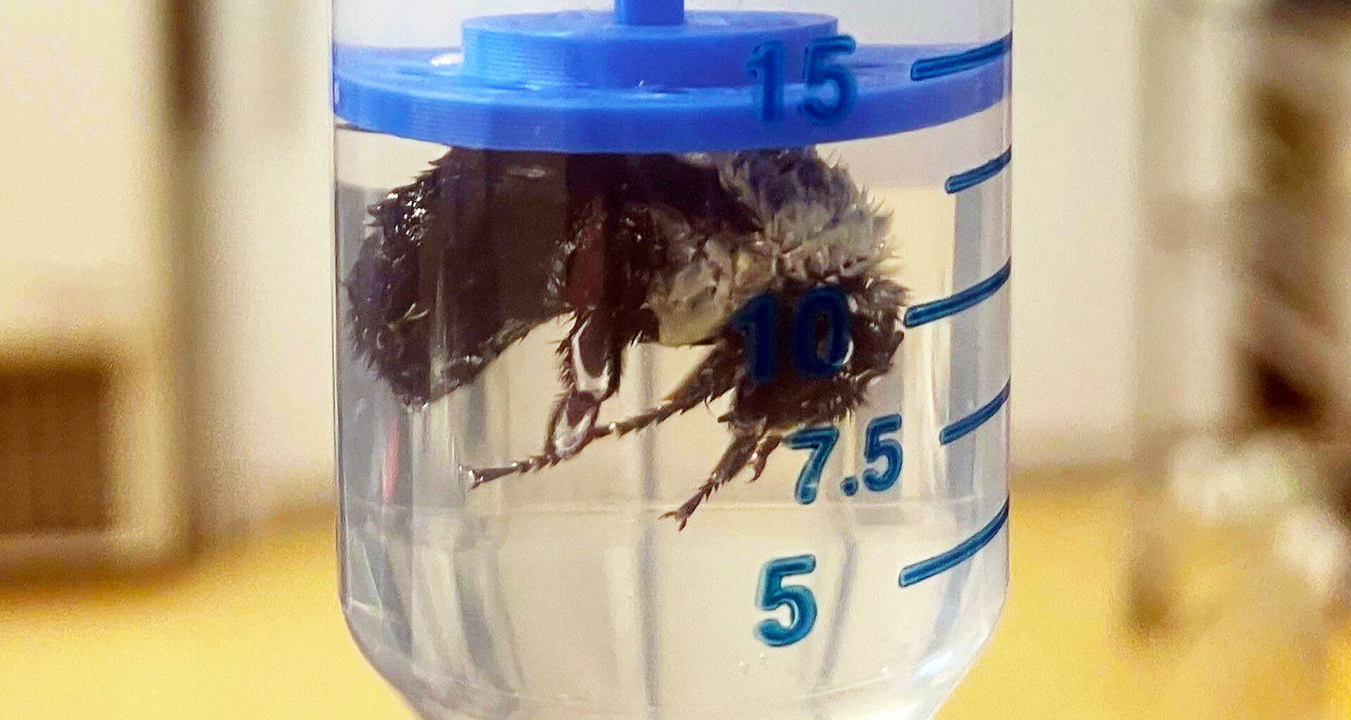 Bumble bee queens can survive underwater for over a week